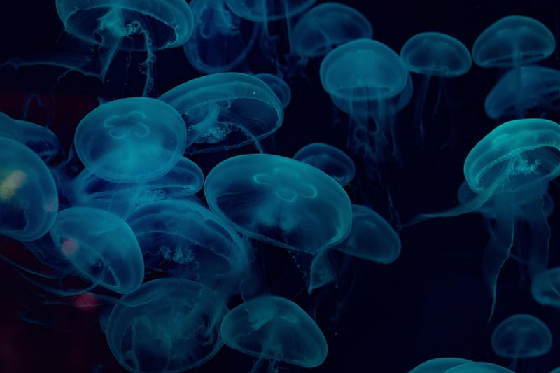 Underwater Discoveries